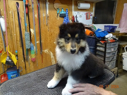 chiots colley femelle tricolore 8 semaines