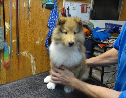 chiots colley mâle sable blanc 8 semaines