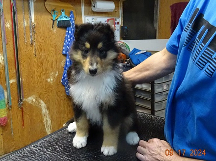 chiots colley mâle tricolore 8 semaines