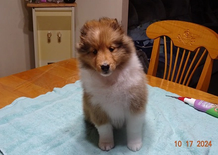 Chiot Berger de Shetland