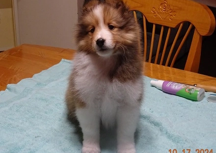 Chiot Berger de Shetland