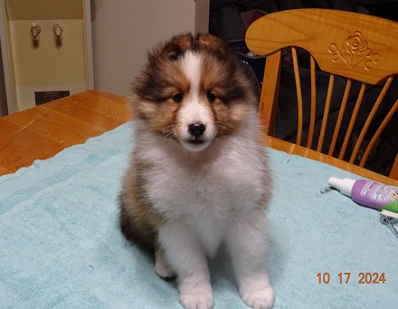 Chiot Berger de Shetland