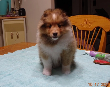 Chiot Berger de Shetland