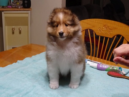 Chiot Berger de Shetland