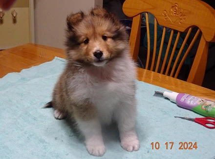 Chiot Berger de Shetland