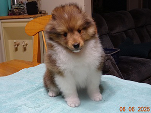 Berger de Shetland femelle 1