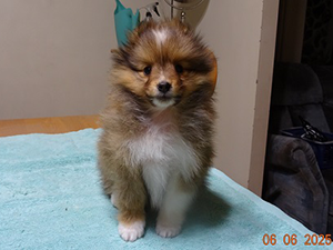 Berger de Shetland femelle 2