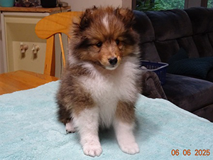 Berger de Shetland mâle 2