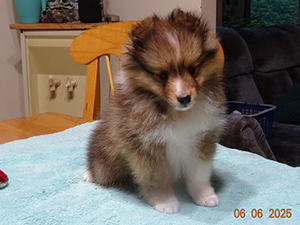 Berger de Shetland mâle 3