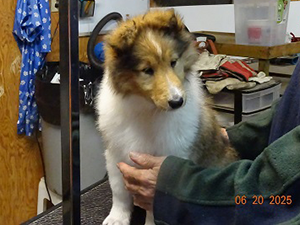 Chiots Colley femmele 1