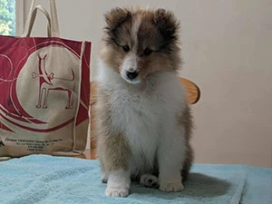 Berger de Shetland mâle 2