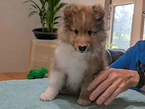 Berger de Shetland mâle 3