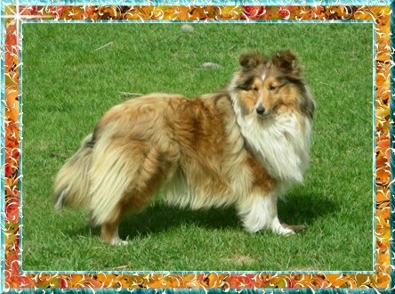 Berger de Shetland Melodaly Blonde Axel