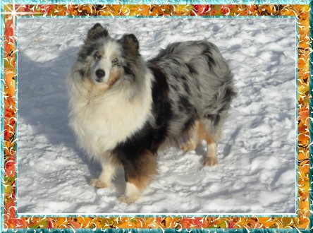 Berger de Shetland Bella