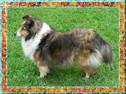 Berger de Shetland Camay