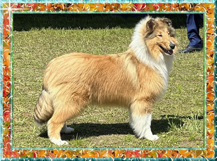 Berger de Shetland Becka grande championne