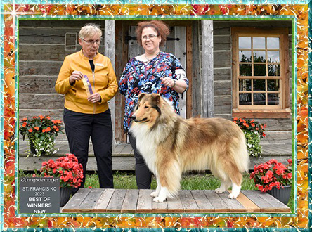 Chiots Colley femmele 1