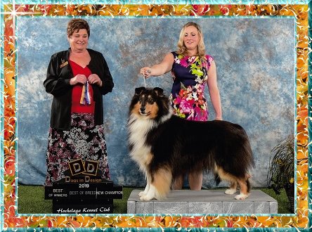 Colley Ch. Melodaly Black Label Tampoune