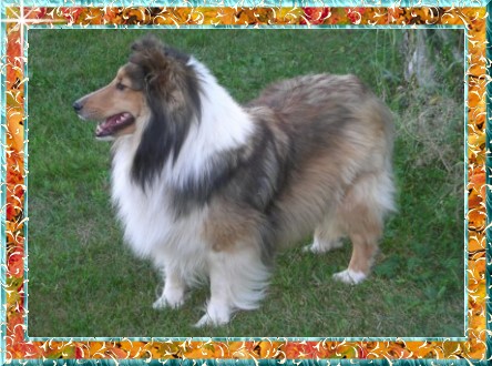 Berger de Shetland Melodaly Perfecto Fiesta