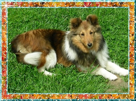 Berger de Shetland Fée