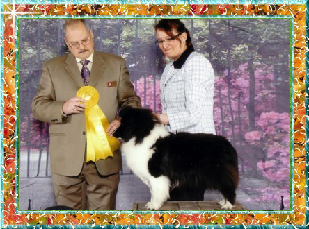 Berger de Shetland Ch. Chamootzka's KB Holly