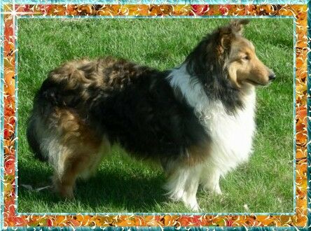 Berger de Shetland Maddia from Whisper Hope