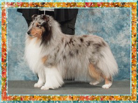 Berger de Shetland Ch. Melodaly's Jazz of Coastalview « Jazz »