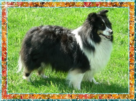 Berger de Shetland Kalyel Krystal At Chamootzka