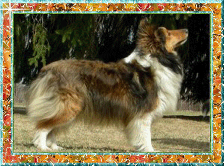 Berger de Shetland Louka