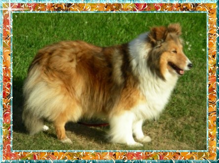 Berger de Shetland Belmar Dueling Hearts O'Joyhil