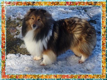 Berger de Shetland Melodaly Diosa Fiesta 'Noisette'