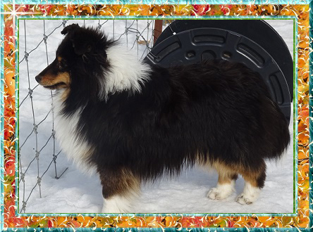 Berger de Shetland Montcarmel Melodaly Novalee