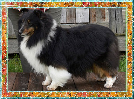 Berger de Shetland GCh. Melodaly Opale