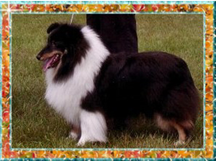 Berger de Shetland Ch. Melodaly Alegria Fiesta