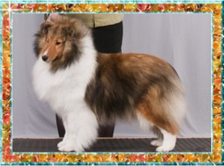 Berger de Shetland Topaze