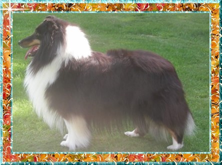 Berger de Shetland Ch. Melodaly Primavera Fiesta « Toutoune »