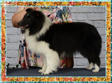 Berger de Shetland Xéna