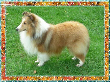 Berger de Shetland Gambler