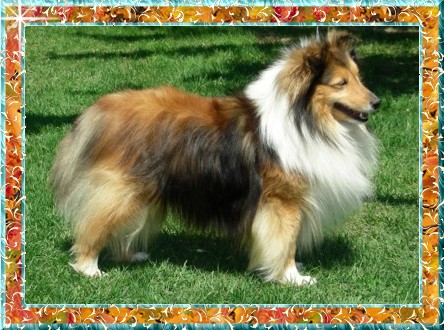 Berger de Shetland Loyola's Perfect Flame