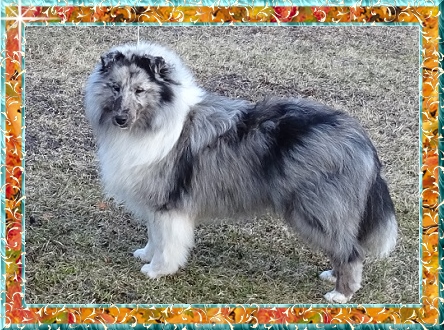 Berger de Shetland Marcus