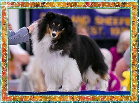 Berger de Shetland GCH Lynphil Dark Skies «Denver»
