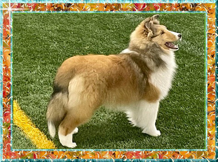 Berger de Shetland Gordie champion