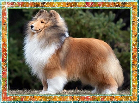 Berger de Shetland Théo