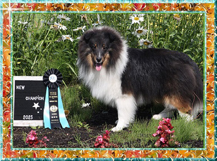 Berger de Shetland B.P.I.S. GCh. Melodaly Tempo